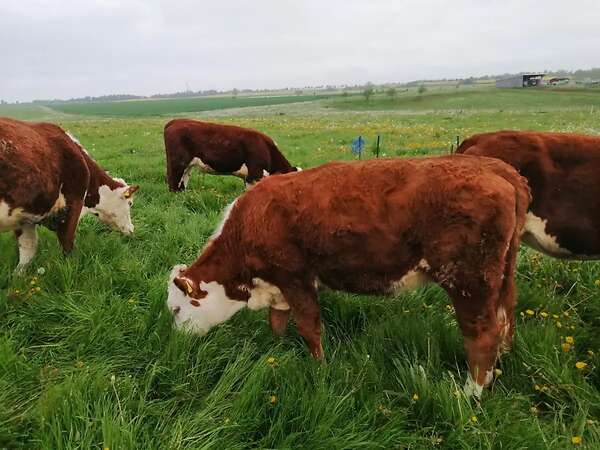 Hereford Färsen - Bild 4