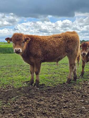 Reinrassiger Limousin Jungbulle Absetzer - Bild 1