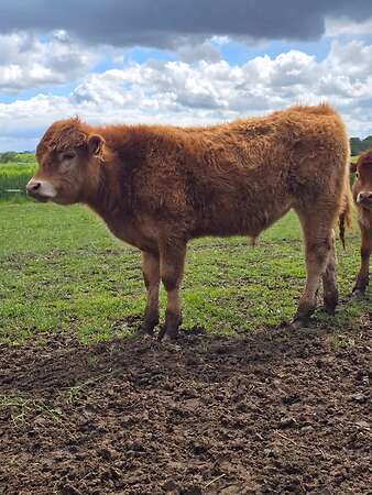 Reinrassiger Limousin Jungbulle Absetzer - Bild 2