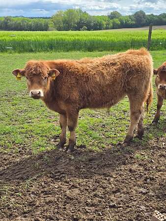 Reinrassiger Limousin Jungbulle Absetzer - Bild 3