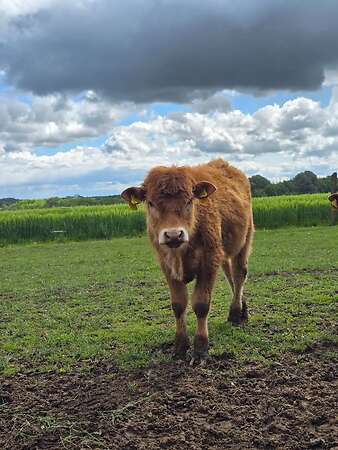 Reinrassiger Limousin Jungbulle Absetzer - Bild 4
