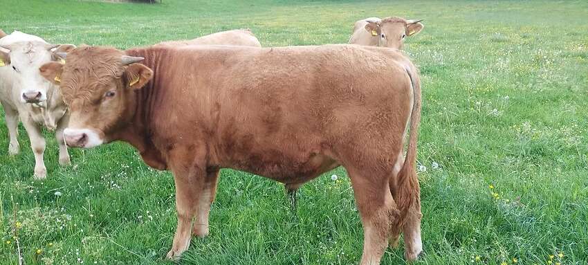 Bioland Bullenabsetzer - Bild 1