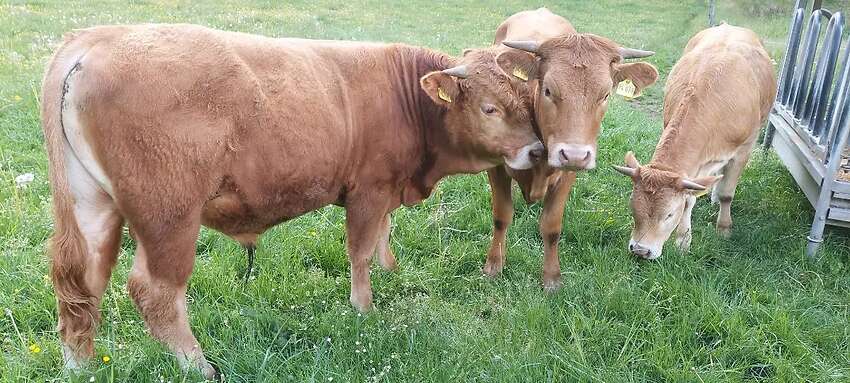 Bioland Bullenabsetzer - Bild 2