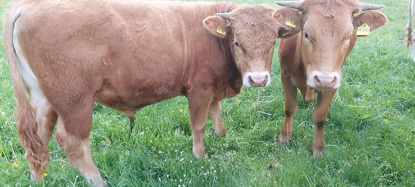 Bioland Bullenabsetzer - Bild 3