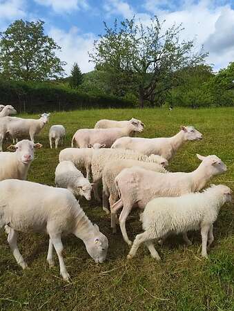 Moorschnucken - Bild 1