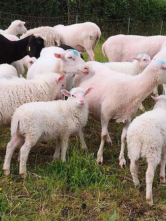 Moorschnucken - Bild 2