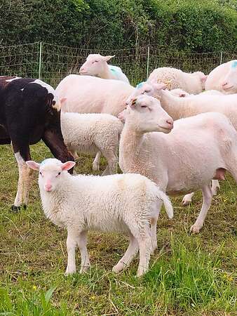 Moorschnucken - Bild 3