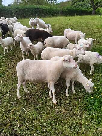 Moorschnucken - Bild 4