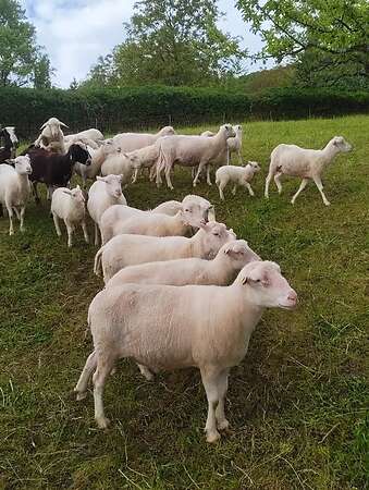 Moorschnucken - Bild 5