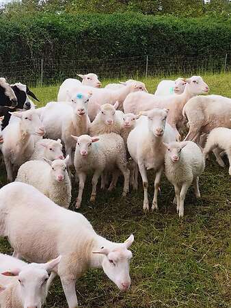 Moorschnucken - Bild 6