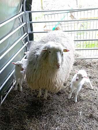 Moorschnucken - Bild 7