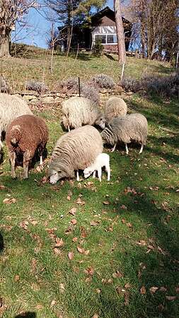 Moorschnucken - Bild 8