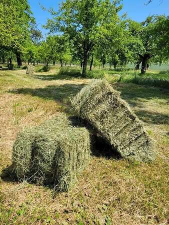 HD Ballen Ernte 26 ab Feld oder Lieferung. - Bild 1