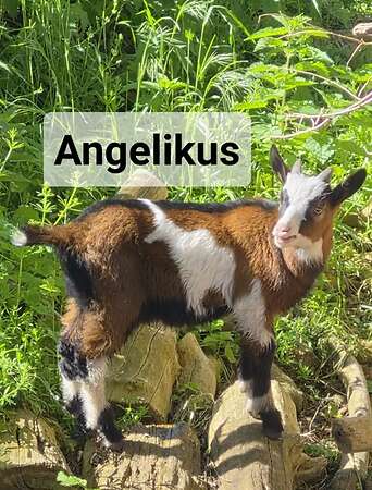 Tauernschecken Böcke - Bild 1