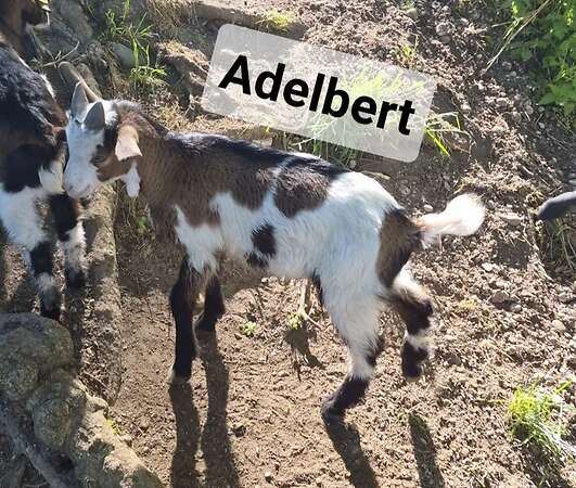 Tauernschecken Böcke - Bild 4
