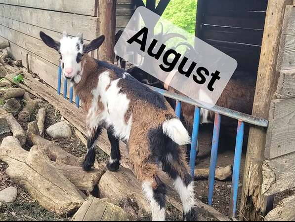 Tauernschecken Böcke - Bild 5