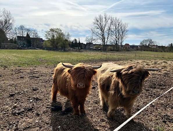 Verkaufe 2 schottische Hochlandrinder - Bild 1