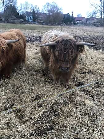 Verkaufe 2 schottische Hochlandrinder - Bild 3