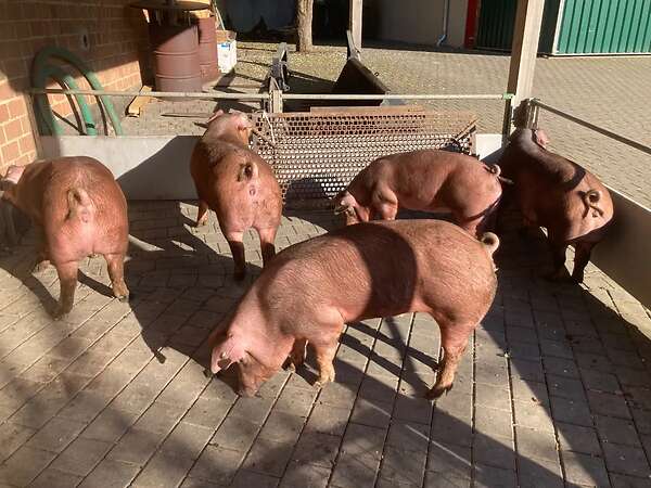 Duroc Jungsauen - Bild 2