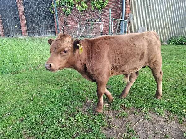 Dexter Bullenkalb  behornt dunfarbig Herdbuch