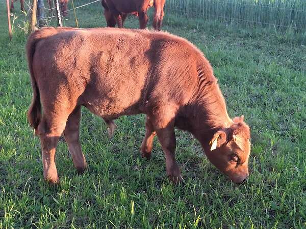 Dexter Bullenkalb  behornt dunfarbig Herdbuch - Bild 2