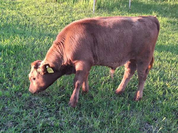 Dexter Bullenkalb  behornt dunfarbig Herdbuch - Bild 3