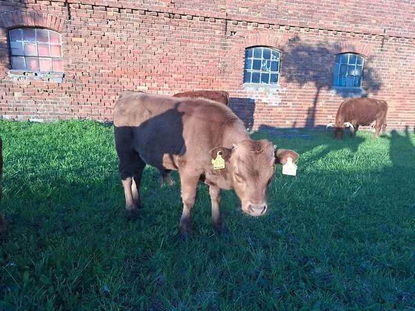 Dexter Bullenkalb  behornt dunfarbig Herdbuch - Bild 4