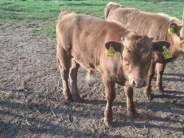 Dexter Bullenkalb  behornt dunfarbig Herdbuch - Bild 6