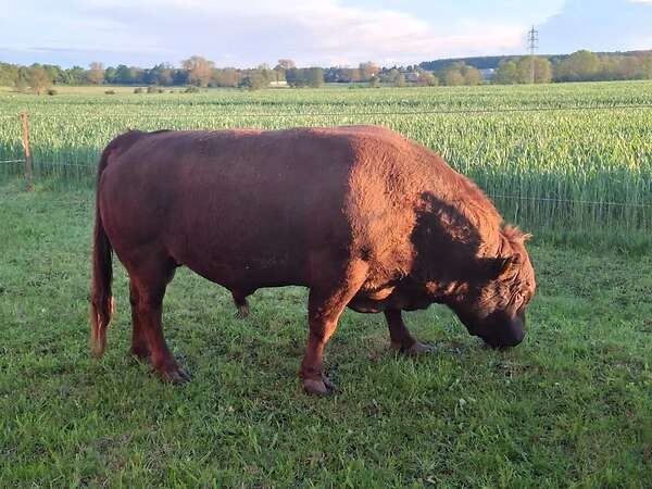 Dexter Bullenkalb  behornt dunfarbig Herdbuch - Bild 7