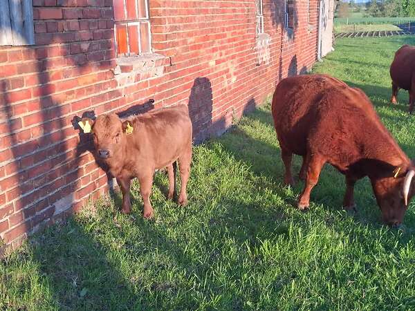 Tausch dunfarbige Dexterfärse hornlos Herdbuch - Bild 4