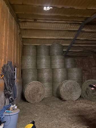 Heu / Pferdeheu 1,45m - Bild 2