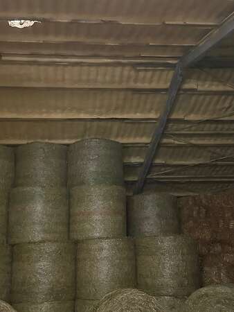 Heu / Pferdeheu 1,45m - Bild 3