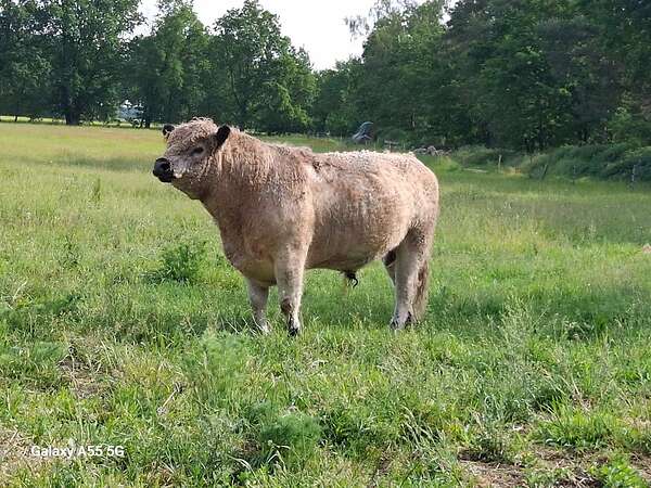 Galloway -Zucht Bulle - Bild 1