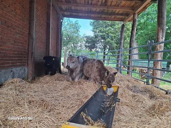 Galloway Jungbullen zur Mast - Bild 2