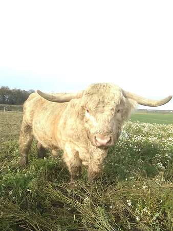 Schottisches Hochlandrind Highland Cattle Zuchtbulle Stier - Bild 1