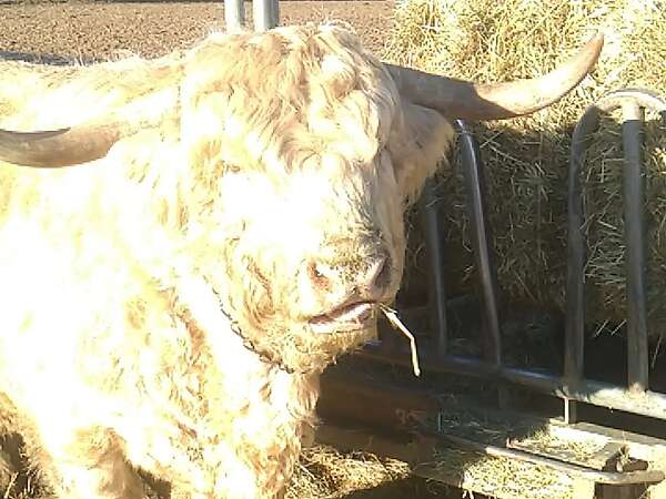 Schottisches Hochlandrind Highland Cattle Zuchtbulle Stier - Bild 2