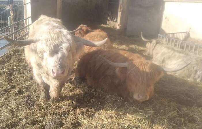 Schottisches Hochlandrind Highland Cattle Zuchtbulle Stier - Bild 3