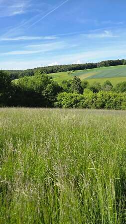 Wiesengrundstücke in Leidersbach - Region Aschaffenburg/Miltenberg zu verkaufen