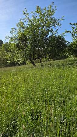 Wiesengrundstücke in Leidersbach - Region Aschaffenburg/Miltenberg zu verkaufen - Bild 2