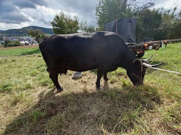 Schöne Kuhkalbin Fräse - Bild 6