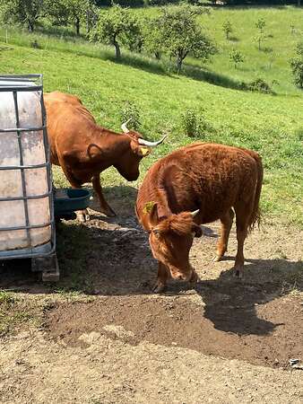 Rinder - Bild 2