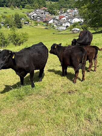 Rinder - Bild 3