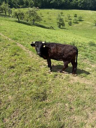 Rinder - Bild 4