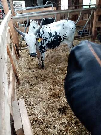 Zwerg Zebu Bullen zu verkaufen - Bild 2