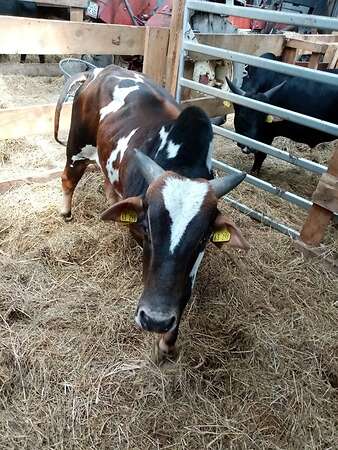 Zwerg Zebu Bullen zu verkaufen - Bild 5