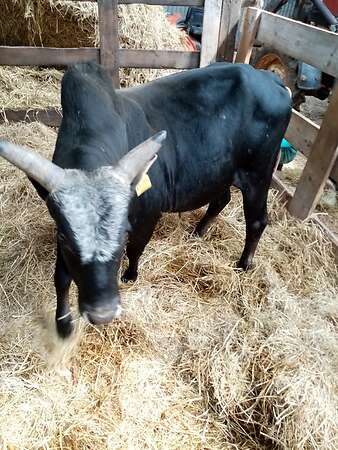 Zwerg Zebu Bullen zu verkaufen - Bild 6