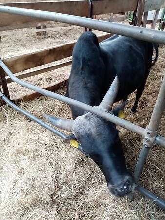Zwerg Zebu Bullen zu verkaufen - Bild 7