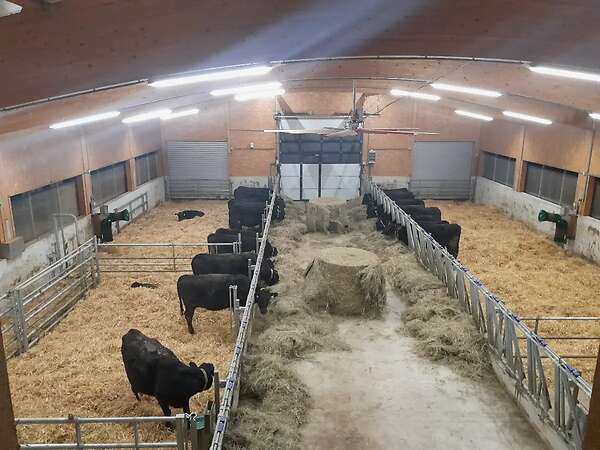 Trächtige Mutterkühe - Bild 1