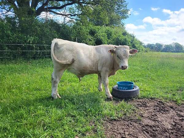 Jungbulle, Uckermärker Charolais - Bild 1