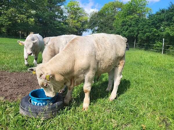 Jungbulle, Uckermärker Charolais - Bild 2